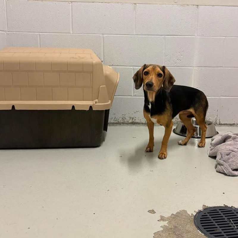 An adult small-sized female Brindle Beagle dog named Bigfoot for adoption in Northbrook, IL