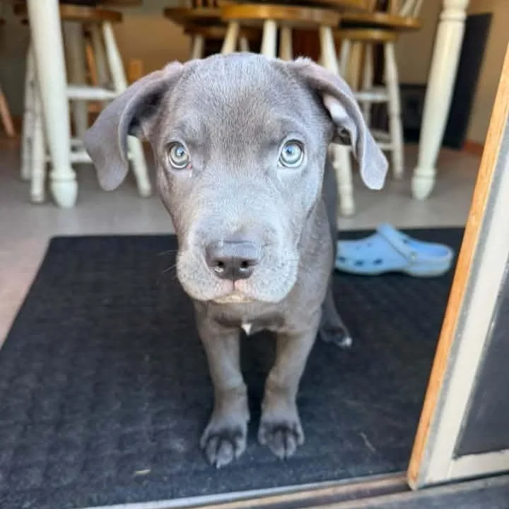 A young medium-sized male Pit Bull Terrier dog named Julio for adoption in Racine, WI