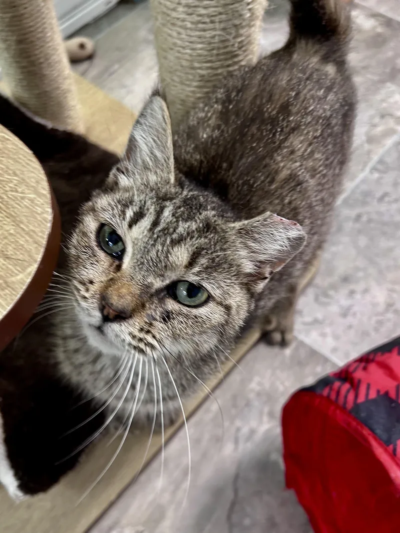 A young medium-sized female Tabby (Brown / Chocolate) Tabby cat named Appletini for adoption in Grand Rapids, MI