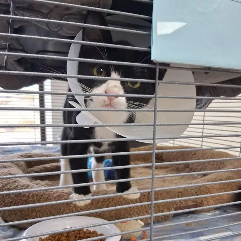 A young medium-sized male Black & White / Tuxedo Domestic Short Hair cat named Ford for adoption in Lake Havasu City, AZ