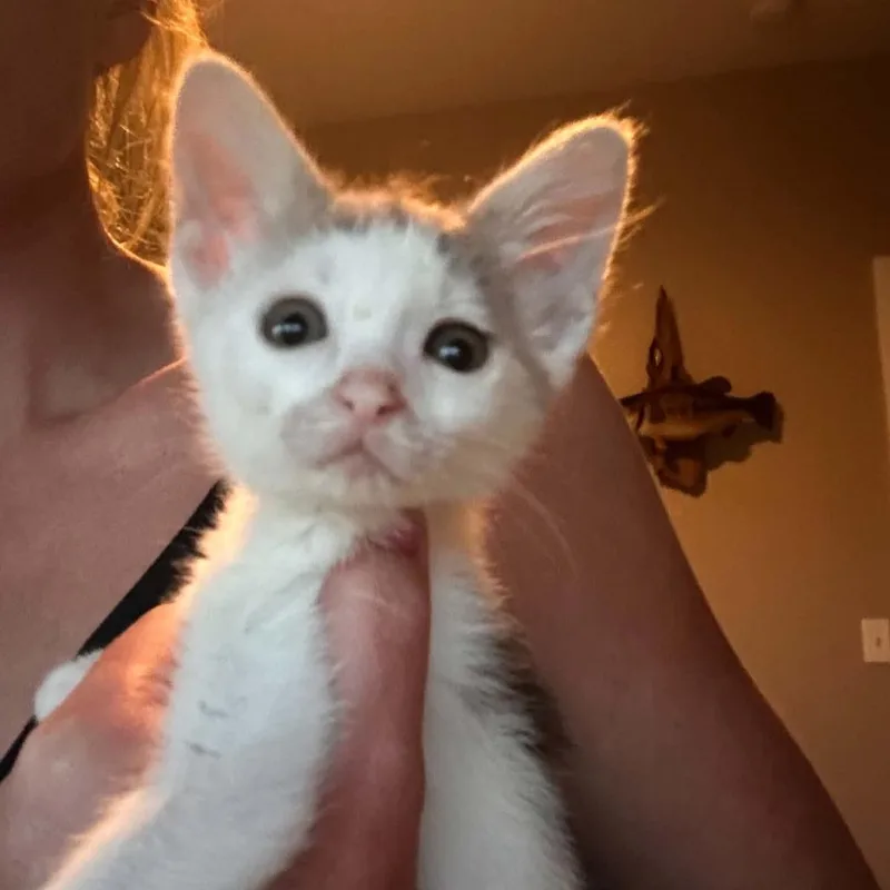 A baby small-sized female Gray / Blue / Silver Domestic Short Hair cat named Laverne for adoption in West Olive, MI