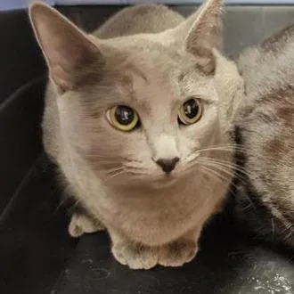 A young medium-sized female Gray / Blue / Silver Domestic Short Hair cat named Chimney for adoption in Tempe, AZ