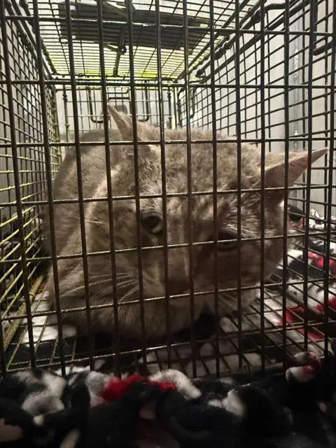 A young large-sized male Domestic Short Hair cat named Brady for adoption in San Antonio, TX