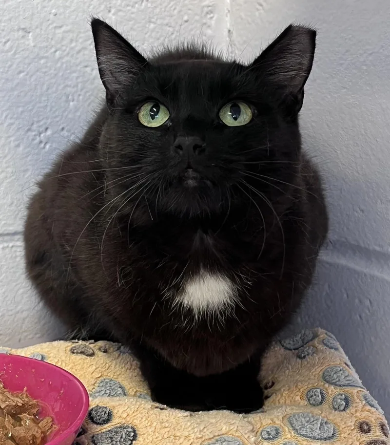 An adult medium-sized female Black Domestic Short Hair cat named Elvira for adoption in East Northport, NY