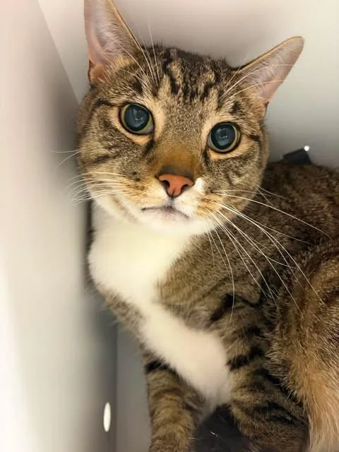 An adult medium-sized male Tabby (Brown / Chocolate) Domestic Short Hair cat named Atlas for adoption in Fruit Heights, UT