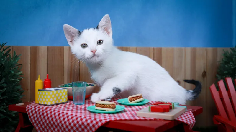 A baby medium-sized male Black & White / Tuxedo Domestic Short Hair cat named Basil for adoption in Parker, TX