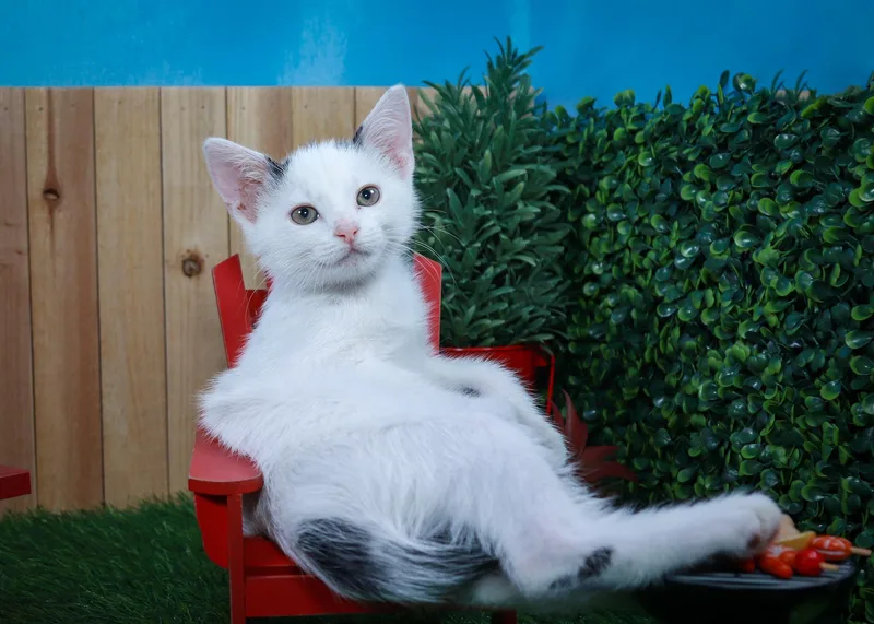Basil thumbnail 3