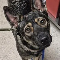 A young large-sized female German Shepherd Dog dog named Destiny  URGENT for adoption in Thousand Oaks, CA