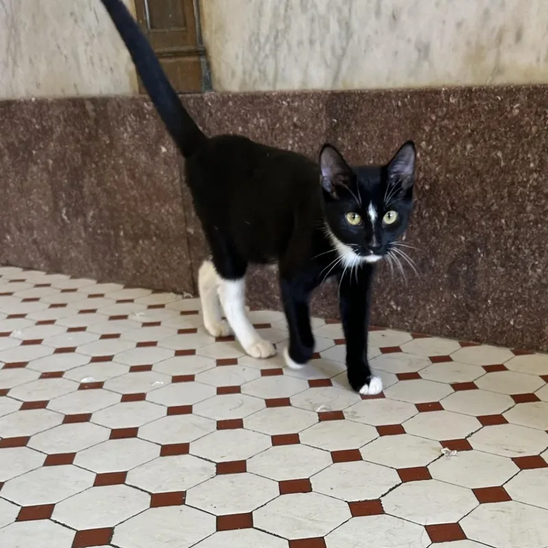 A baby medium-sized male Black Domestic Short Hair cat named Byte for adoption in Springdale, AR