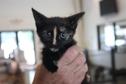 A baby small-sized female Domestic Short Hair cat named Croaker for adoption in Brunswick, GA