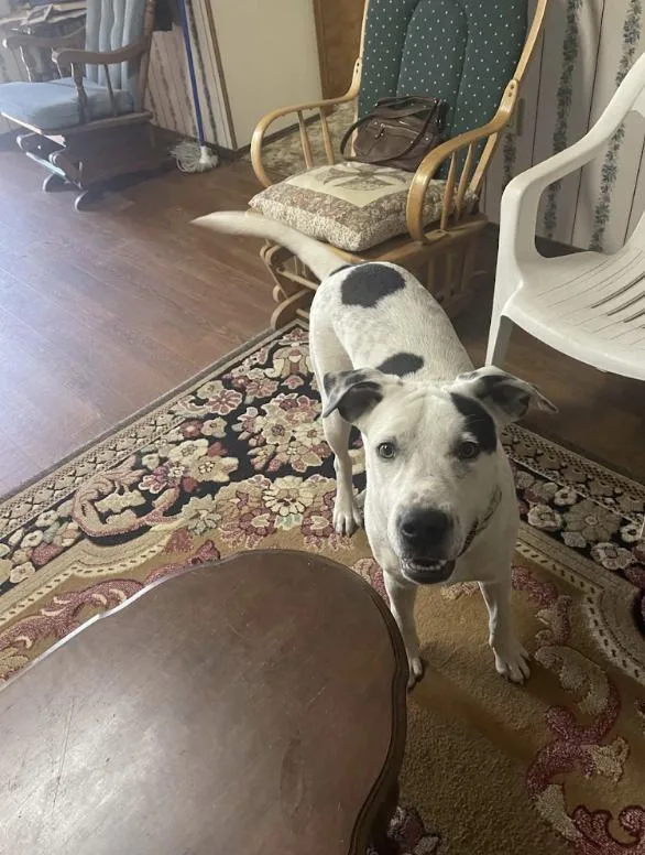 A young large-sized male Great Dane dog named Charlie for adoption in Zimmerman, MN