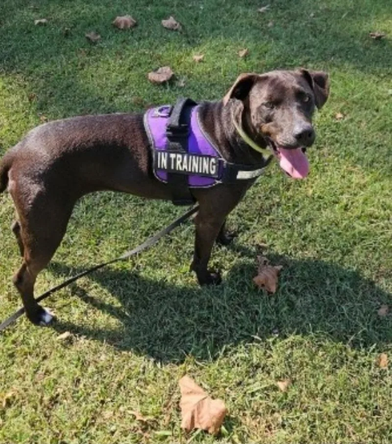 A young medium-sized female Brown / Chocolate Mixed Breed dog named Chilly for adoption in Appleton, WI