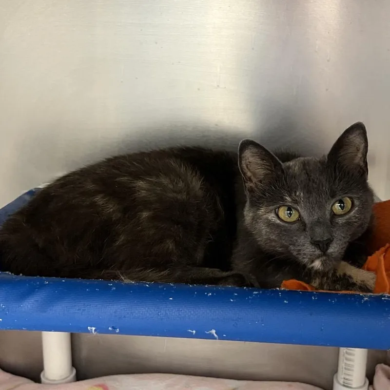 A young medium-sized female Gray / Blue / Silver Domestic Short Hair cat named Toriel for adoption in Delaware, OH