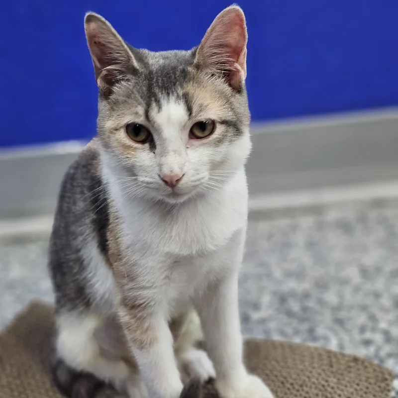 A baby medium-sized female Calico Domestic Short Hair cat named Petal for adoption in Dunkirk, NY