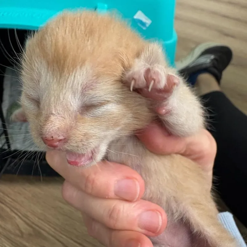 Tiger thumbnail 2