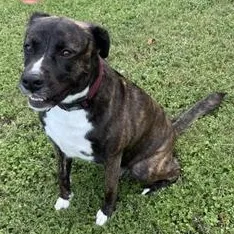 An adult medium-sized male Black American Staffordshire Terrier dog named Rocco for adoption in Liverpool, TX