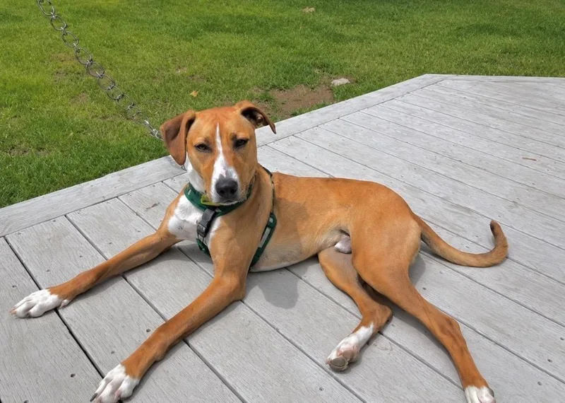 A baby medium-sized male Hound dog named Humphrey for adoption in Princeton, MA