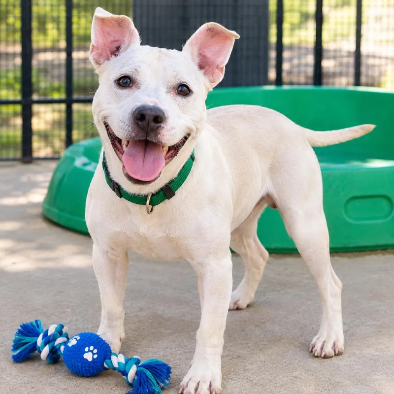 A baby medium-sized male Pit Bull Terrier dog named Marshmallow for adoption in South Elgin, IL