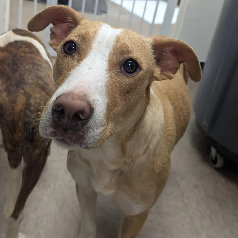 An adult medium-sized female Yellow / Tan / Blond / Fawn Pit Bull Terrier dog named Darla for adoption in Birmingham, AL
