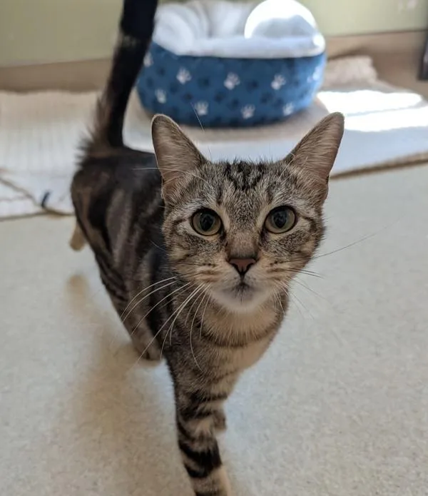A young small-sized female Domestic Short Hair cat named June for adoption in Santa Rosa, CA