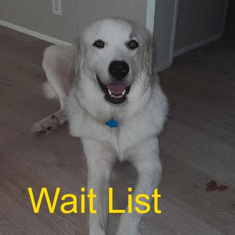 Nyla thumbnail 3