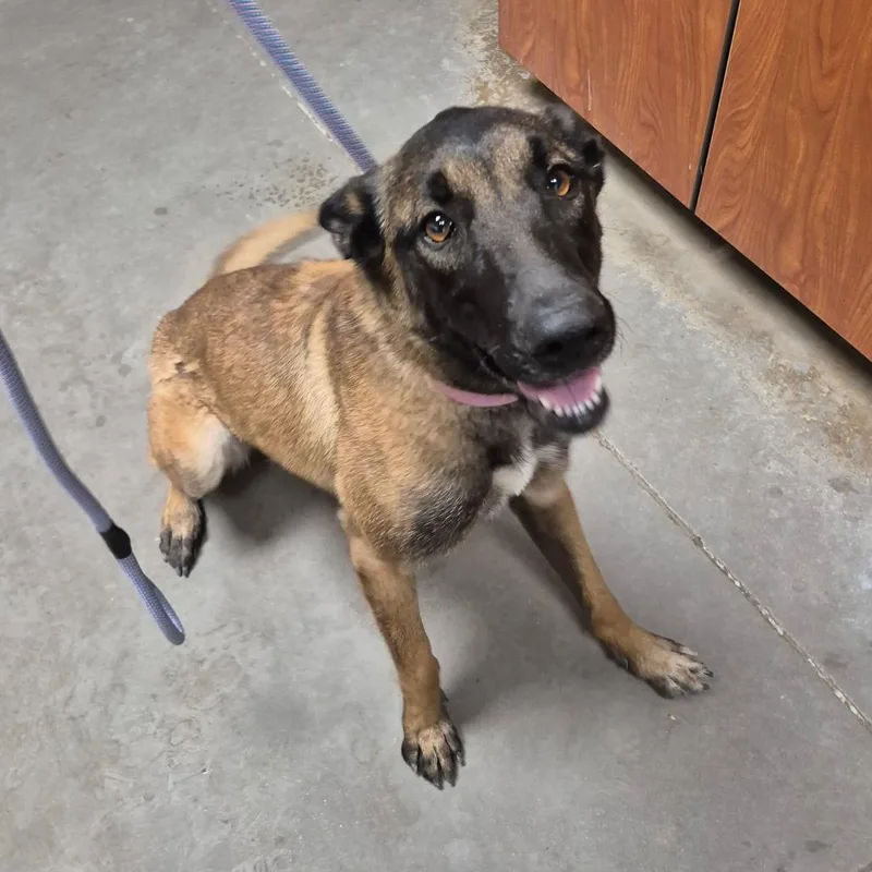 An adult large-sized female Black Belgian Shepherd / Malinois dog named Cherri Bomb for adoption in Yuma, AZ