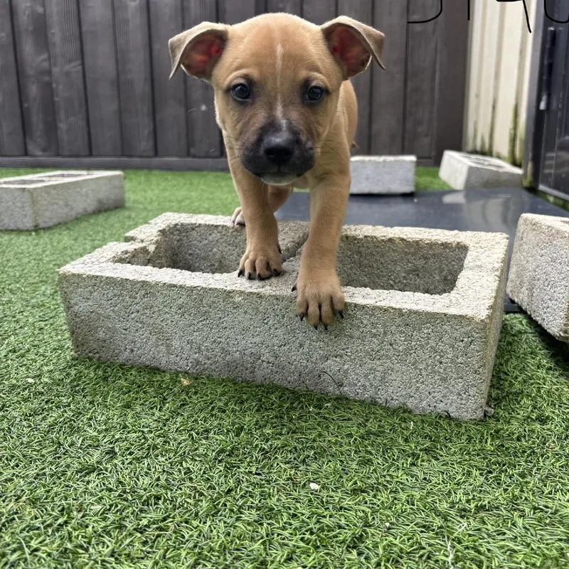 A baby medium-sized male Black Shepherd dog named Bentley for adoption in LOXAHATCHEE, FL