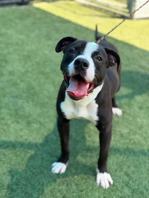 A young large-sized male Mixed Breed dog named Duse for adoption in Dallas, TX