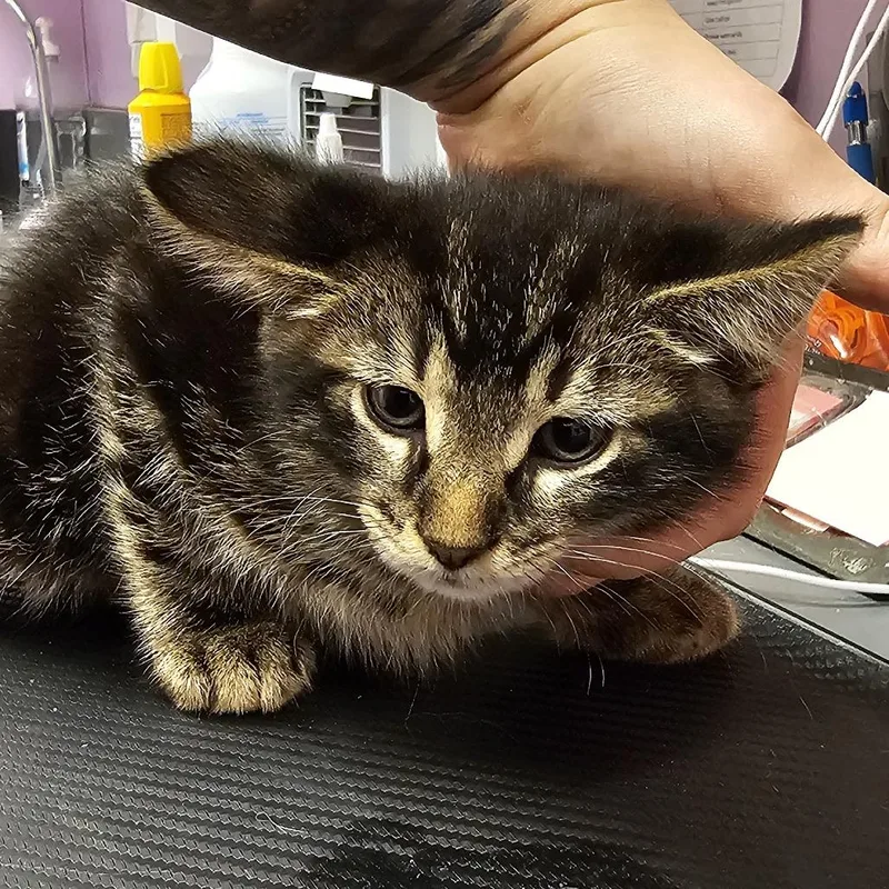 A young small-sized male Black Domestic Short Hair cat named Neil for adoption in Cedar Rapids, IA