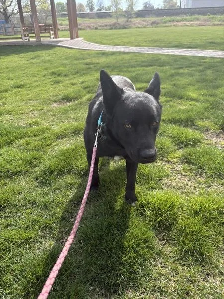 An adult large-sized male Shepherd dog named Buddy for adoption in Kennewick, WA