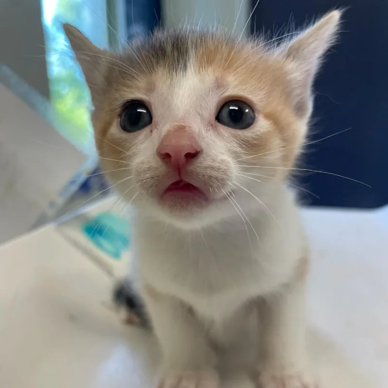 A baby small-sized female Calico Domestic Short Hair cat named Princess Pickles for adoption in Charlottesville, VA