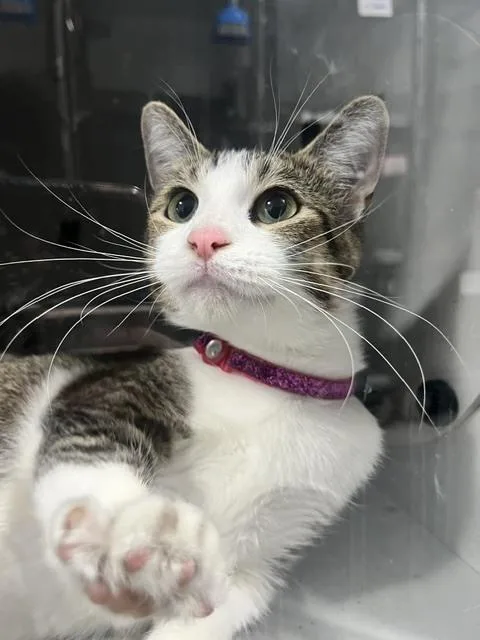 An adult medium-sized female Domestic Short Hair cat named Mia for adoption in Anoka, MN