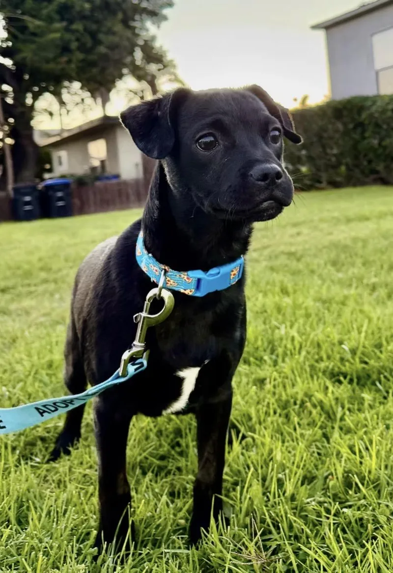 A baby small-sized male French Bulldog dog named Snickers for adoption in El Cajon, CA