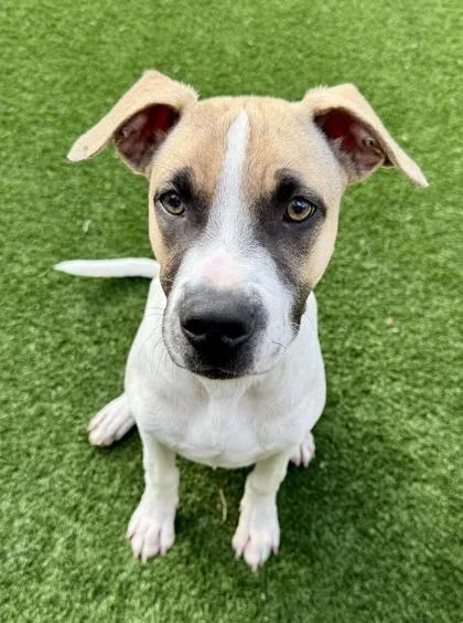 An adult medium-sized male Black Mouth Cur dog named Wyatt for adoption in Houston, TX