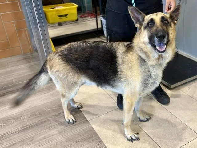An adult large-sized male German Shepherd Dog dog named Sarge for adoption in Garland, TX