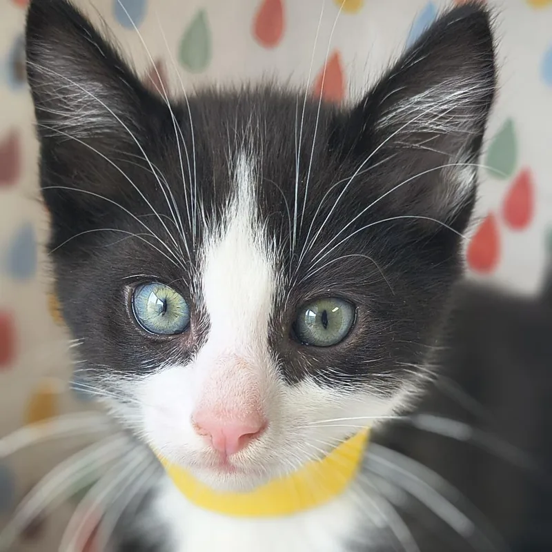 A baby small-sized male Black Domestic Short Hair cat named Dior  Blaze for adoption in Othello, WA