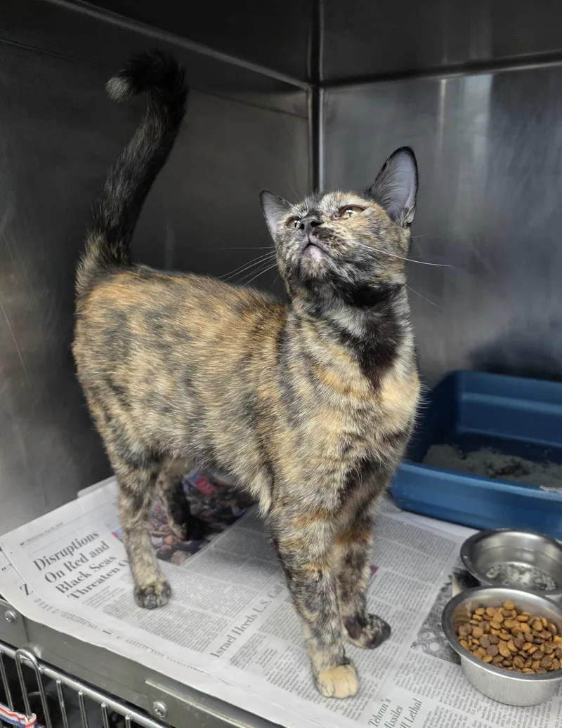 A young medium-sized female Tortoiseshell cat named Snickerdoodle for adoption in Magnolia Springs, AL