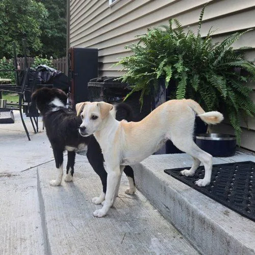 A baby small-sized female White / Cream Border Collie dog named Dolly for adoption in Fishers, IN