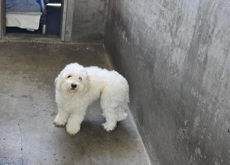 A young small-sized male Maltipoo dog named Samson for adoption in Los Angeles, CA