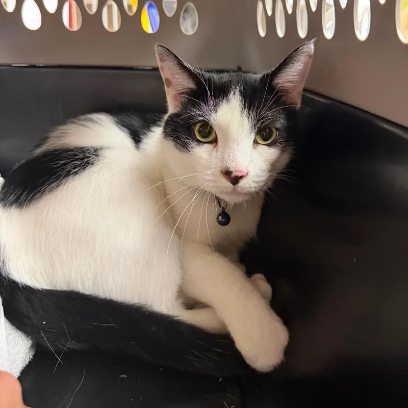 An adult large-sized male White Domestic Short Hair cat named Cookie for adoption in Hamburg, NY