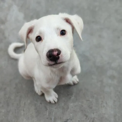 A baby medium-sized male Yellow / Tan / Blond / Fawn Pit Bull Terrier dog named Nathan for adoption in Henderson, NV