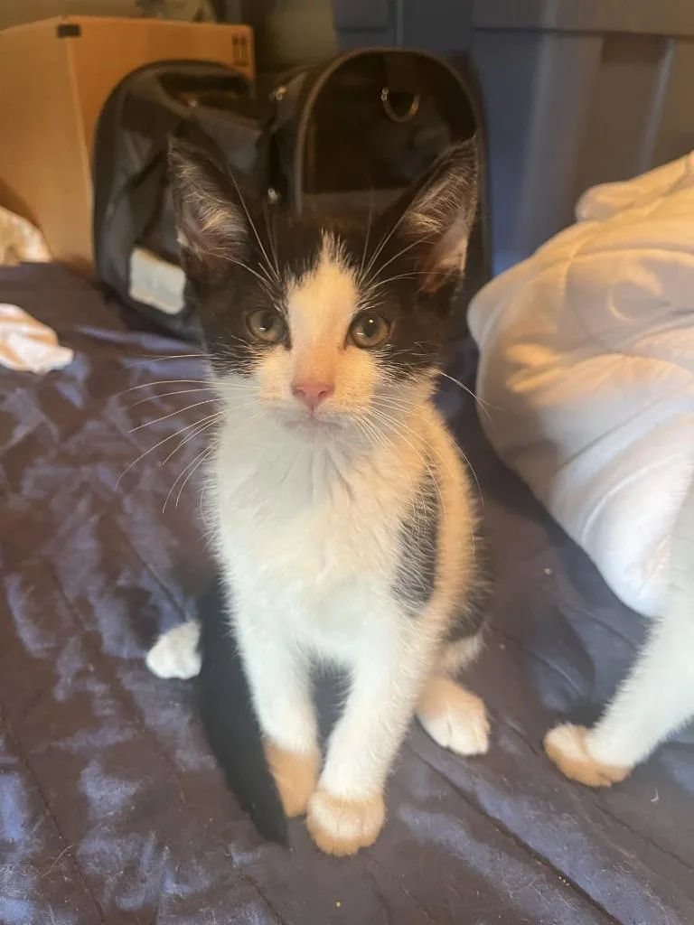 A baby small-sized male Domestic Short Hair cat named Canon for adoption in Wintersville, OH