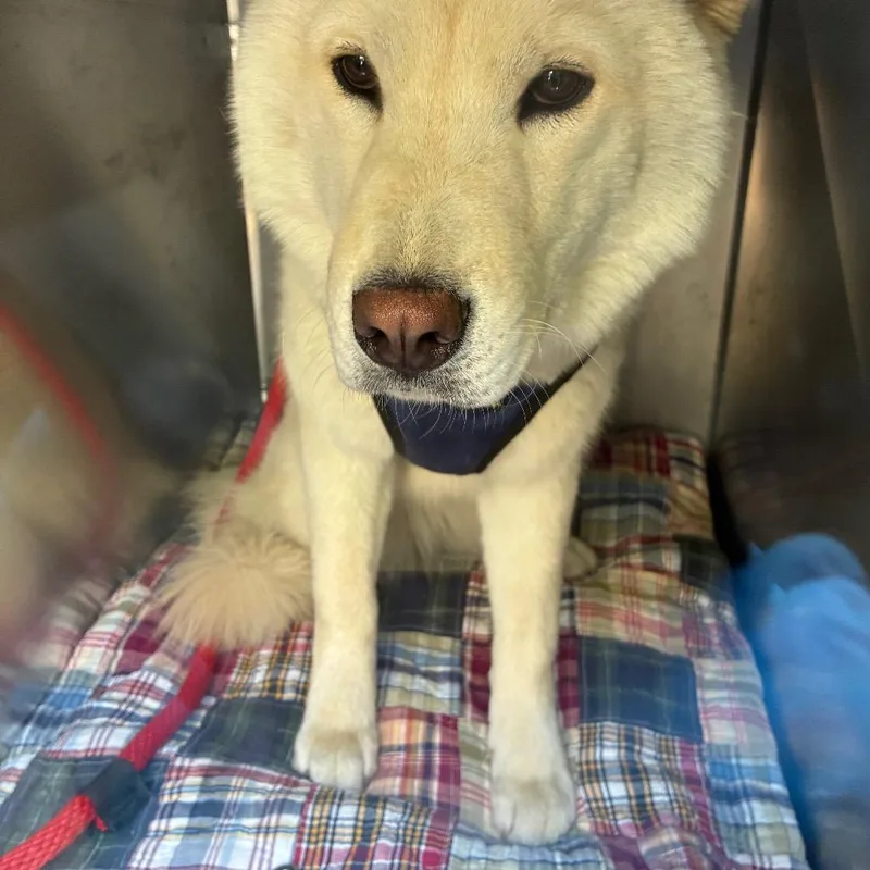 An adult medium-sized female White / Cream Mixed Breed dog named Fable for adoption in Philadelphia, PA