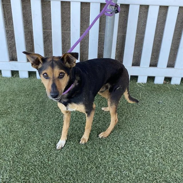 A senior small-sized male Miniature Pinscher dog named Mushu for adoption in Modesto, CA