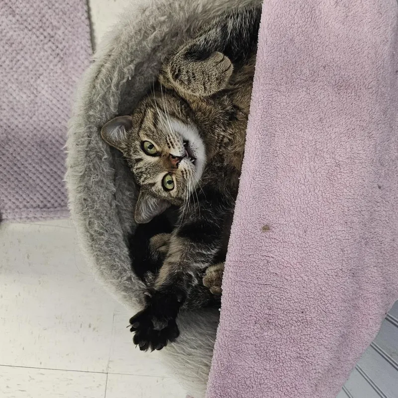 An adult large-sized female Brown / Chocolate Domestic Short Hair cat named Mindi for adoption in North Augusta, SC