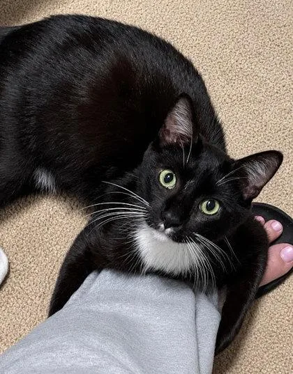 An adult medium-sized male Black Domestic Short Hair cat named Rex for adoption in Kansas City, MO