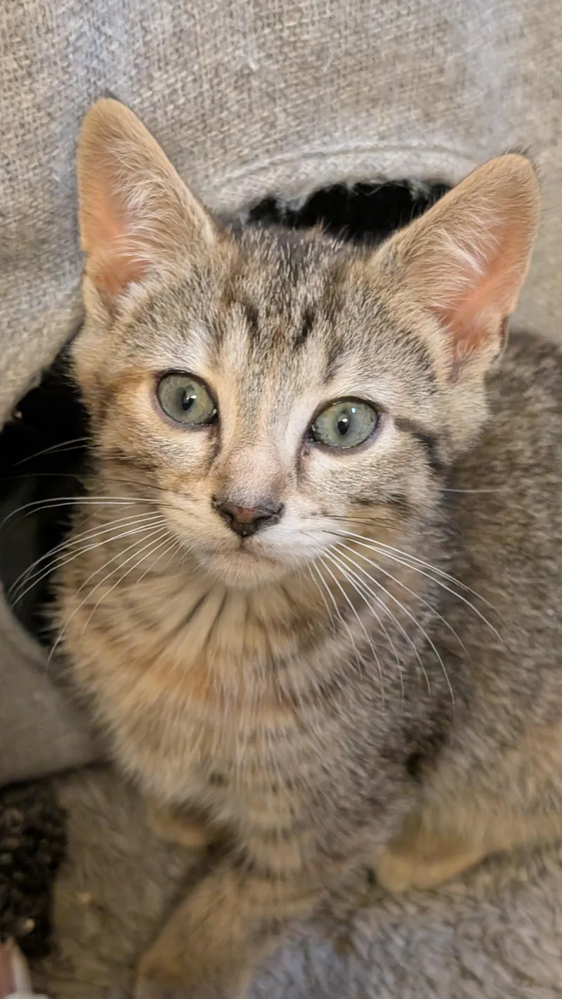 A young small-sized female Tabby (Buff / Tan / Fawn) Tabby cat named Charlie for adoption in Morgantown, WV