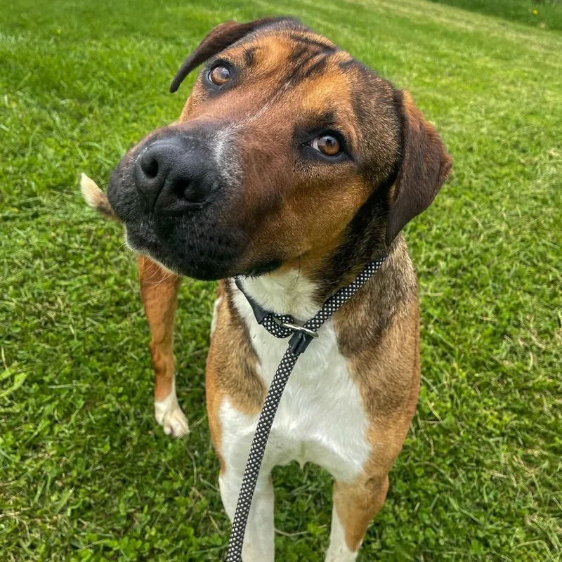 A baby large-sized male Brown / Chocolate Mixed Breed dog named Kevin for adoption in Bentonville, AR