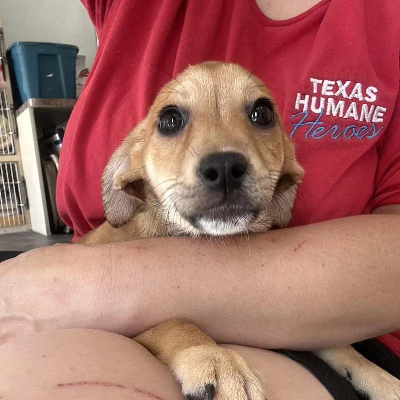 A baby medium-sized female Brown / Chocolate Mixed Breed dog named Astronaut for adoption in Leander, TX