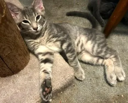 A baby medium-sized male Tabby (Gray / Blue / Silver) Tabby cat named Jamie for adoption in Smithfield, NC